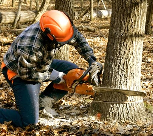 Tree Removal in Island Pond, VT